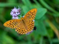 Kaisermantel Männchen